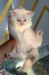 persian female kitten